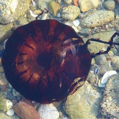 Dikkat! Sakın temas etmeyin! Çanakkale'de görüldü!