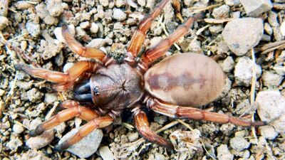 'Tuzakçı örümcek' Eskişehir'de keşfedildi