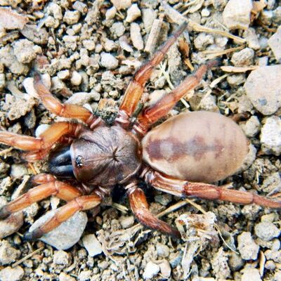 'Tuzakçı örümcek' Eskişehir'de keşfedildi