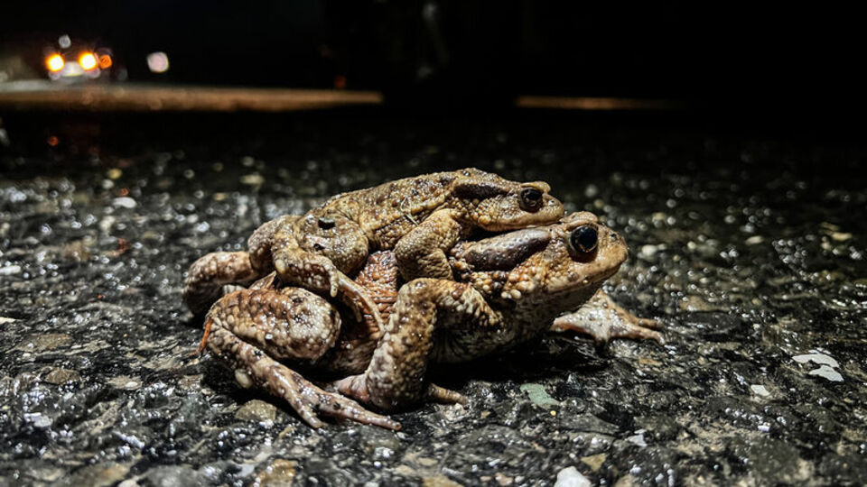 5 bin yıllık ölüm yolculuğu