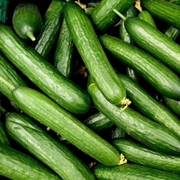 Salatalığın faydaları