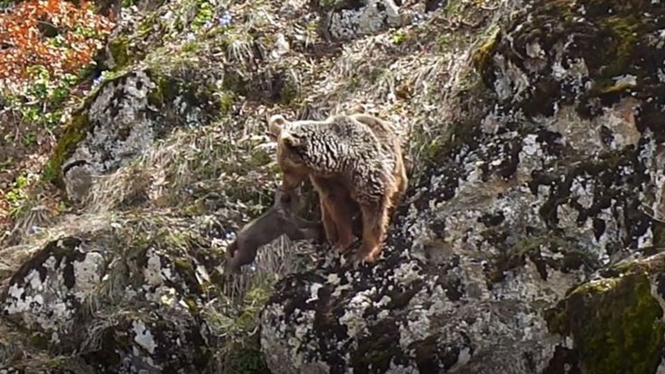 Dik kayaları aşamayınca... Ağzıyla böyle taşıdı!