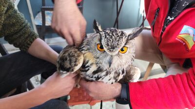 Vericiyle takibe alındı... En yüksek hızı saatte 7,2 kilometre