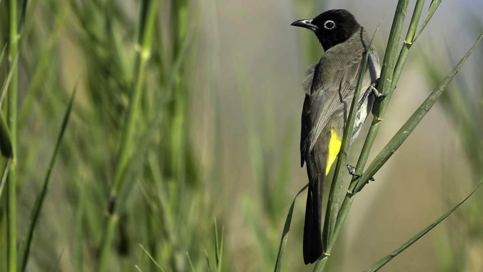 Göçmen kuşların yuvası oldu