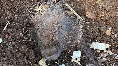 'Eti ilaç' denildiği için avlanıyor! Diyarbakır'da görüntülendi