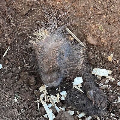 'Eti ilaç' denildiği için avlanıyor! Diyarbakır'da görüntülendi