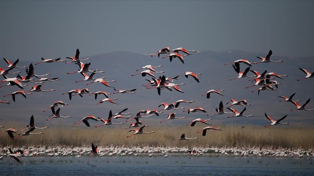 Eber Gölü'nde flamingolar geçidi