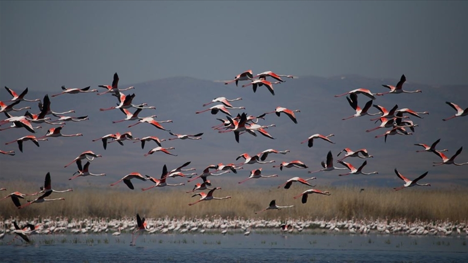 Eber Gölü'nde flamingolar geçidi
