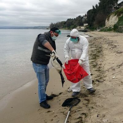 Karadeniz'de bir korkutan gelişme daha!