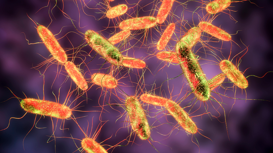 Salmonella riski açıklaması! Hijyenin olmadığı yerlerde...