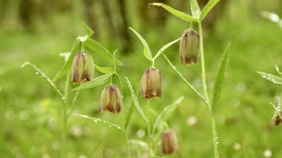 Çam Dağı'nın etekleri ters lalelerle renklendi
