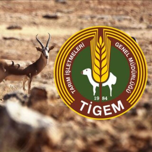 TİGEM 'ceylanların kesildiği' iddialarına yanıt