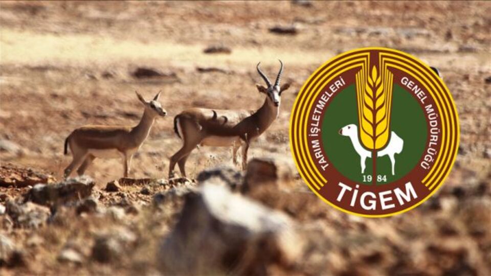 TİGEM 'ceylanların kesildiği' iddialarına yanıt