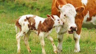 Buzağı destek ödemeleri