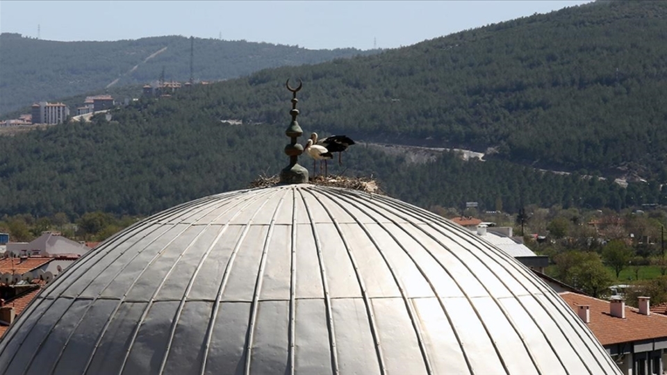 20 yıldır aynı kubbeye yuva kuruyor