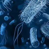 Salmonella virüsü hakkında neler biliyoruz?