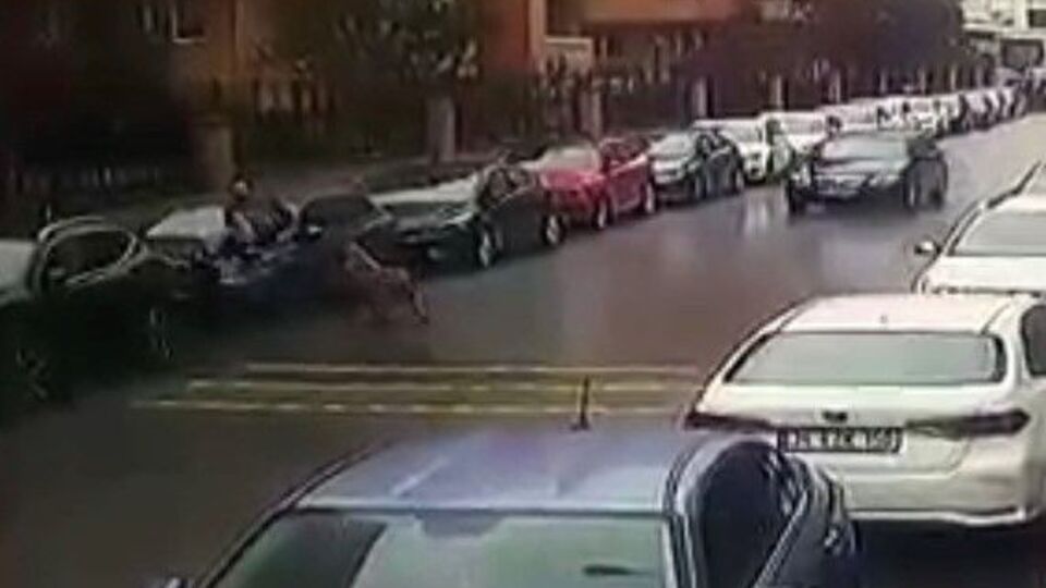 Saldıran köpeğin sahipsiz olmadığı ortaya çıktı