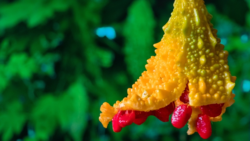 Kudret narının faydaları