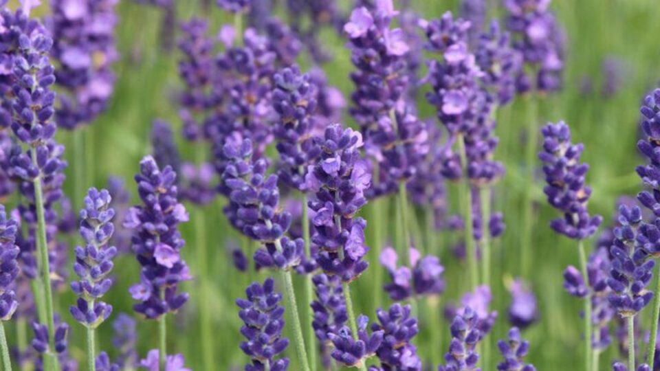 Karabaş otunun faydaları