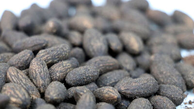 Zeytin çekirdeğinden bakın ne yapıldı!