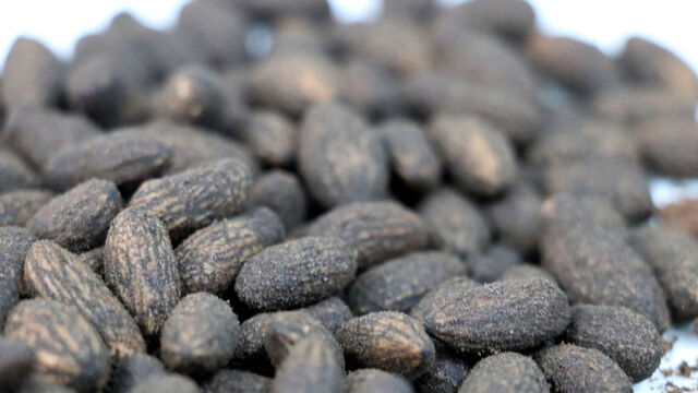 Zeytin çekirdeğinden bakın ne yapıldı!