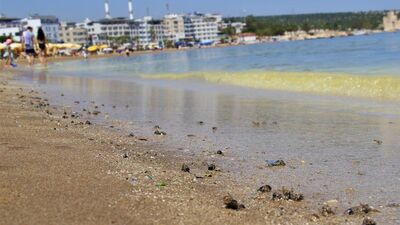 Deniz sarıya boyandı, binlerce arı öldü! Gerçek bakın ne çıktı