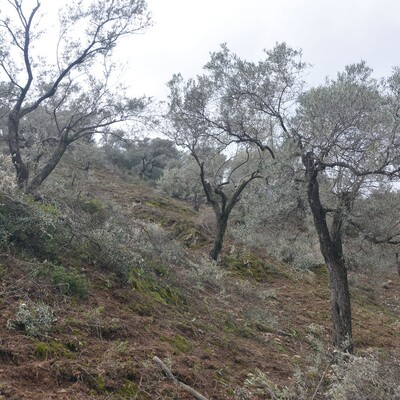 Tartışılan zeytin yönetmeliğine durdurma