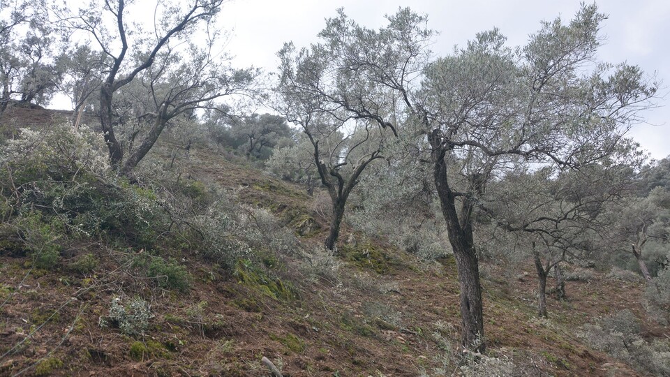 Tartışılan zeytin yönetmeliğine durdurma