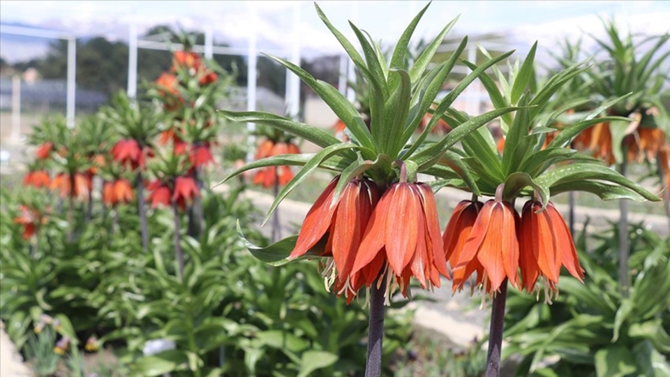 'Ağlayan gelin'in bir türü daha tescil yolunda