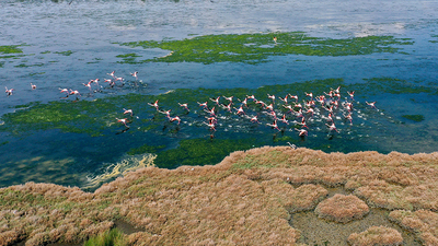 Çakalburnu Lagünü ve kent ormanında ilkbahar