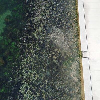 İstanbul'da müsilaj yeniden ortaya çıktı