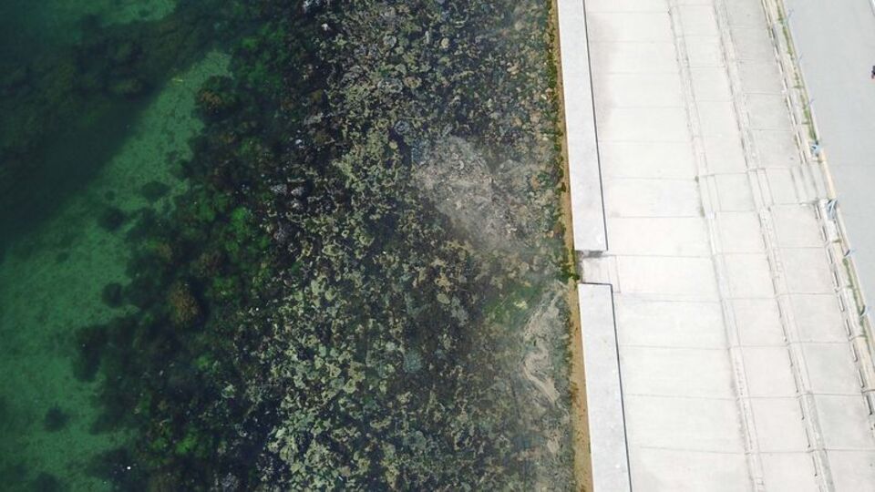 İstanbul'da müsilaj yeniden ortaya çıktı