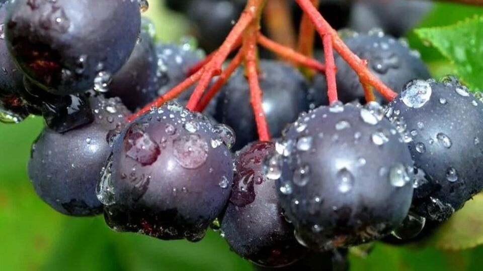 Faydaları saymakla bitmiyor