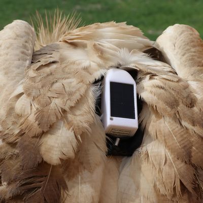 9 günde yakalandı... Uydu vericisiyle izleniyor