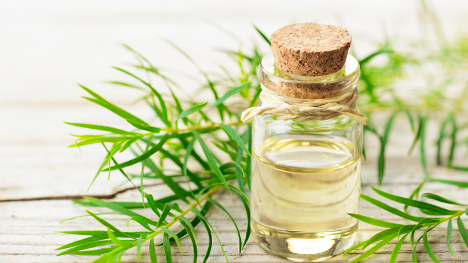 Çay ağacı yağının saça faydaları