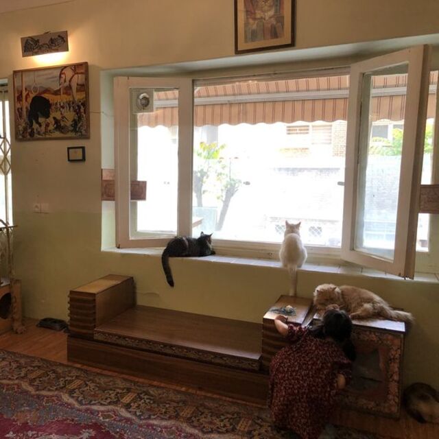 Kedi Müzesi büyük ilgi görüyor