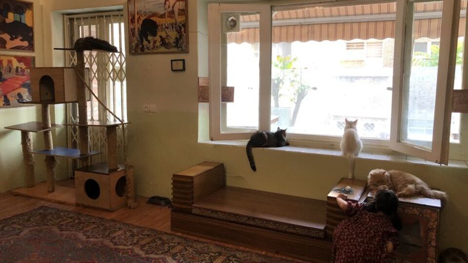 Kedi Müzesi büyük ilgi görüyor