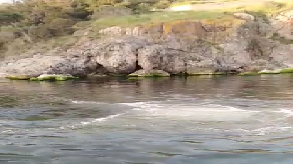 Marmara'da bir kirlilik daha! Lağım suyu karıştı