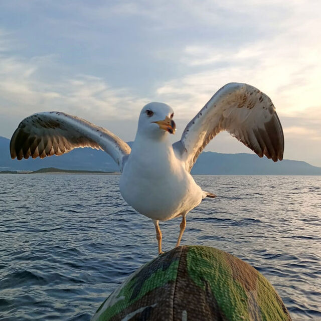 Martı 'Osman'la sıra dışı dostluk! Böyle yem istiyor...