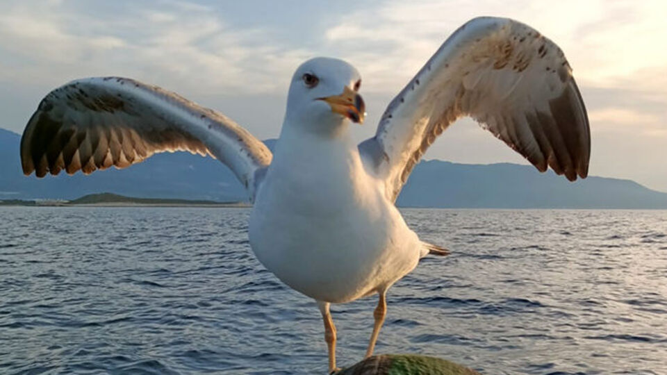 Martı 'Osman'la sıra dışı dostluk! Böyle yem istiyor...