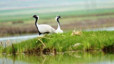 Nesli tehlike altında... Aynı yerde görüntülendi