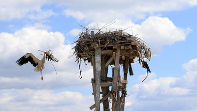 Bahçesinde 60 yıldır misafir ediyor