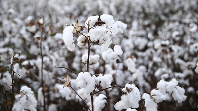 Pamuk fiyatları 11 yılın zirvesinde