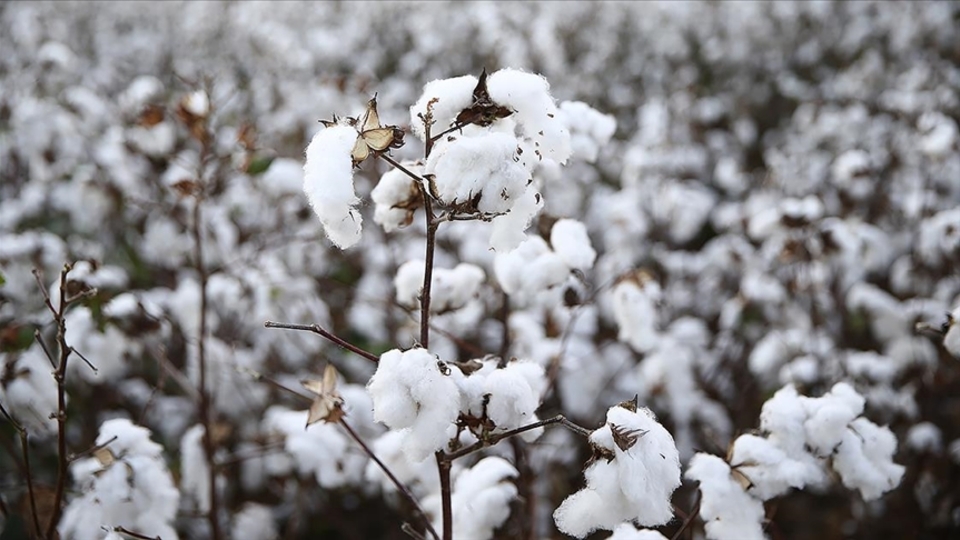 Pamuk fiyatları 11 yılın zirvesinde