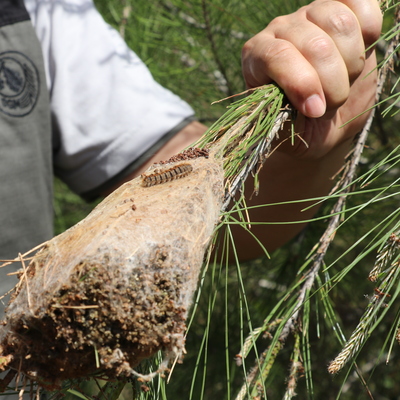 Bayram tatilinde çam kese böceğine dikkat!