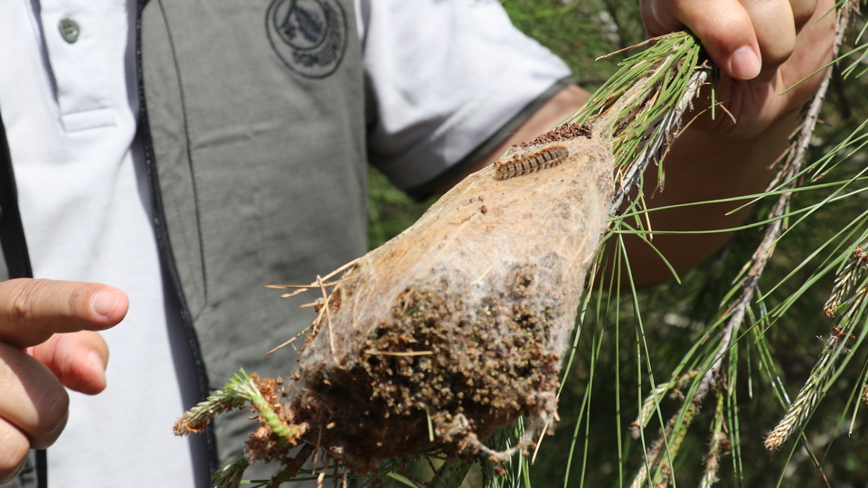 Bayram tatilinde çam kese böceğine dikkat!