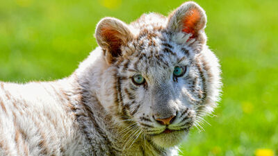Beyaz kaplan 'Kartopu'na yoğun ilgi