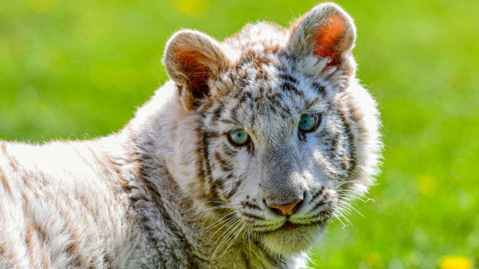Beyaz kaplan 'Kartopu'na yoğun ilgi