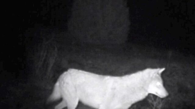 Yaban hayatı fotokapana böyle yansıdı