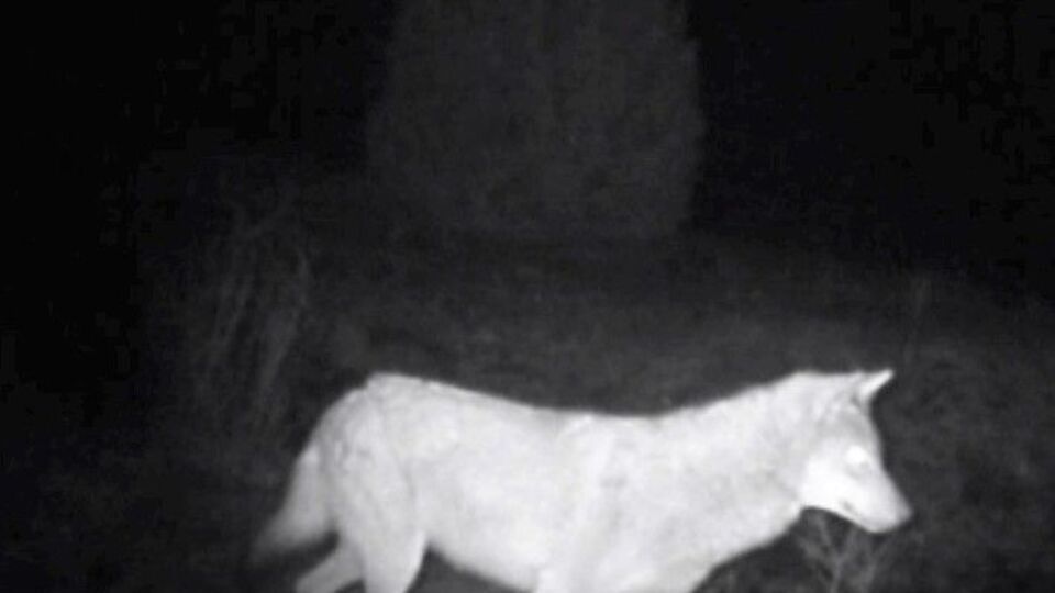 Yaban hayatı fotokapana böyle yansıdı